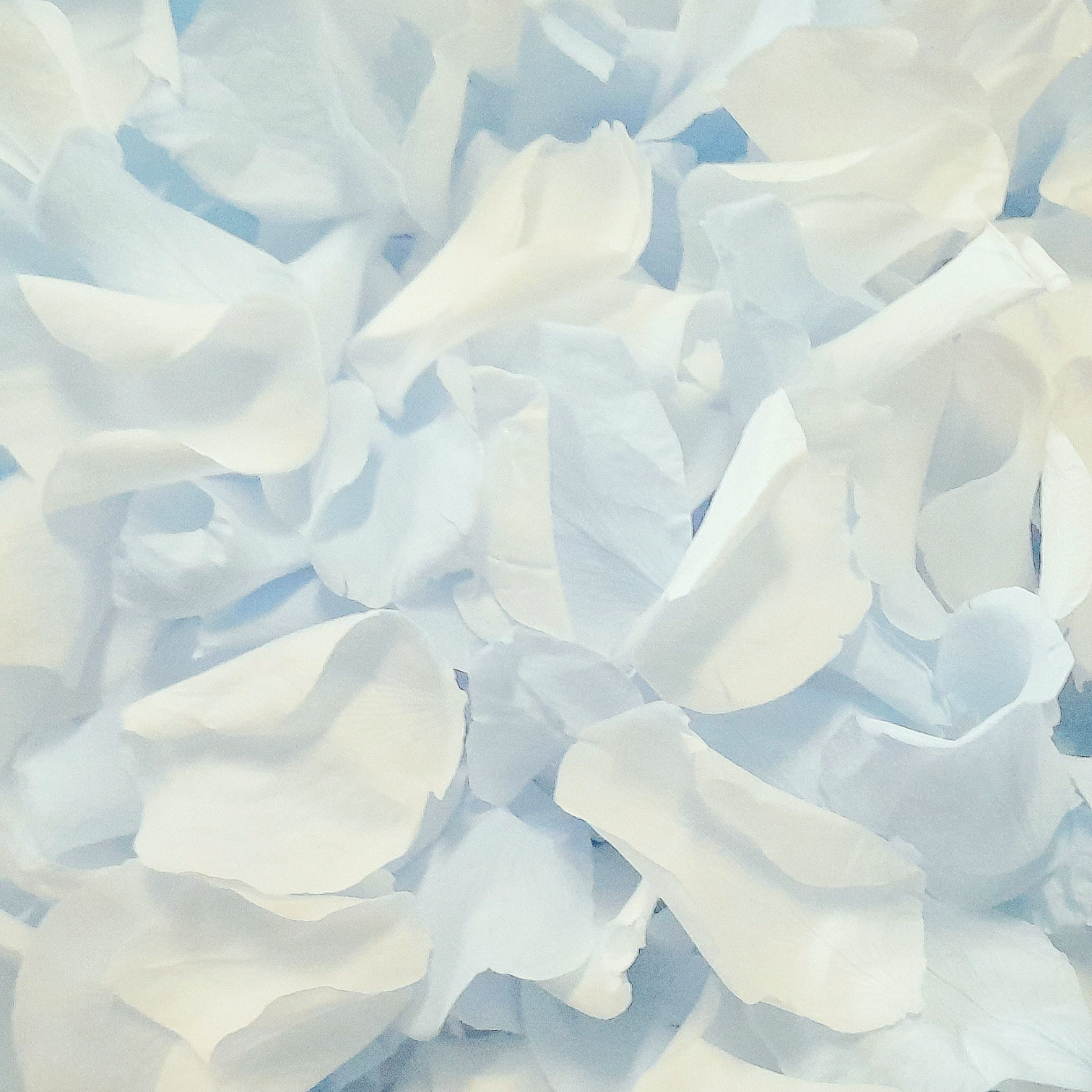 blue and white rose petals wedding flower confetti