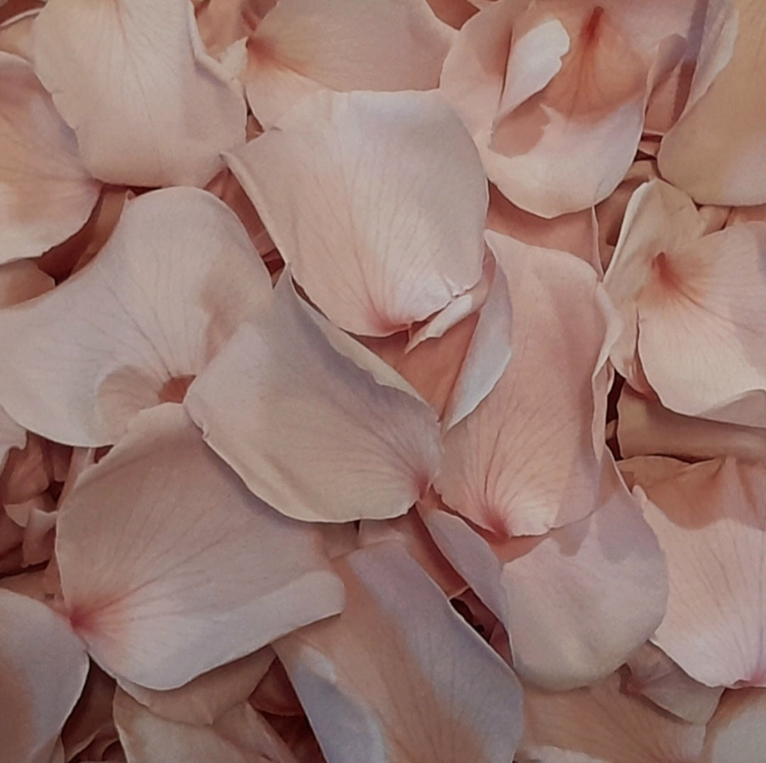 Dusty Pink Rose Petals Flower Confetti