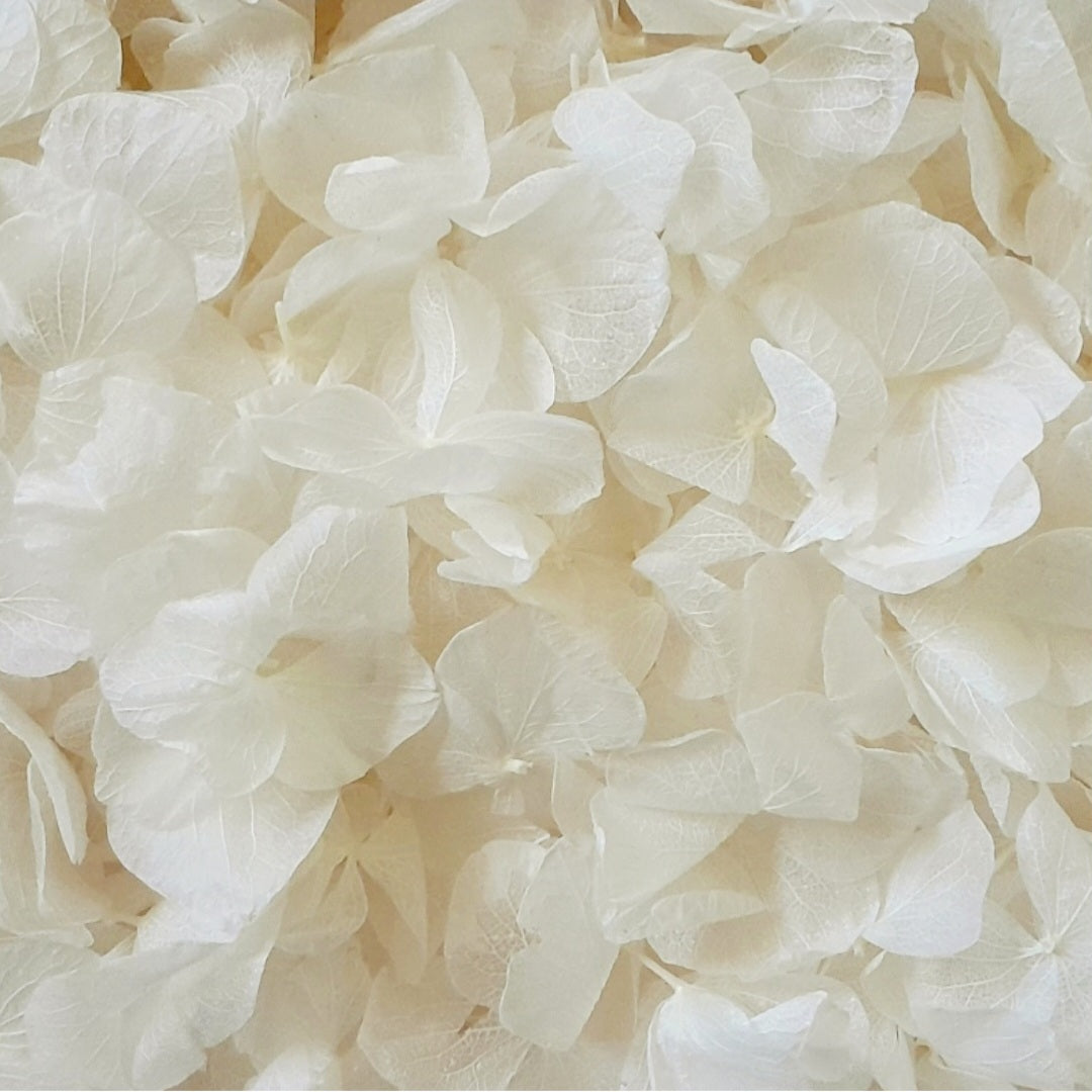 Ivory Hydrangea Petals biodegradable wedding Flower petal Confetti