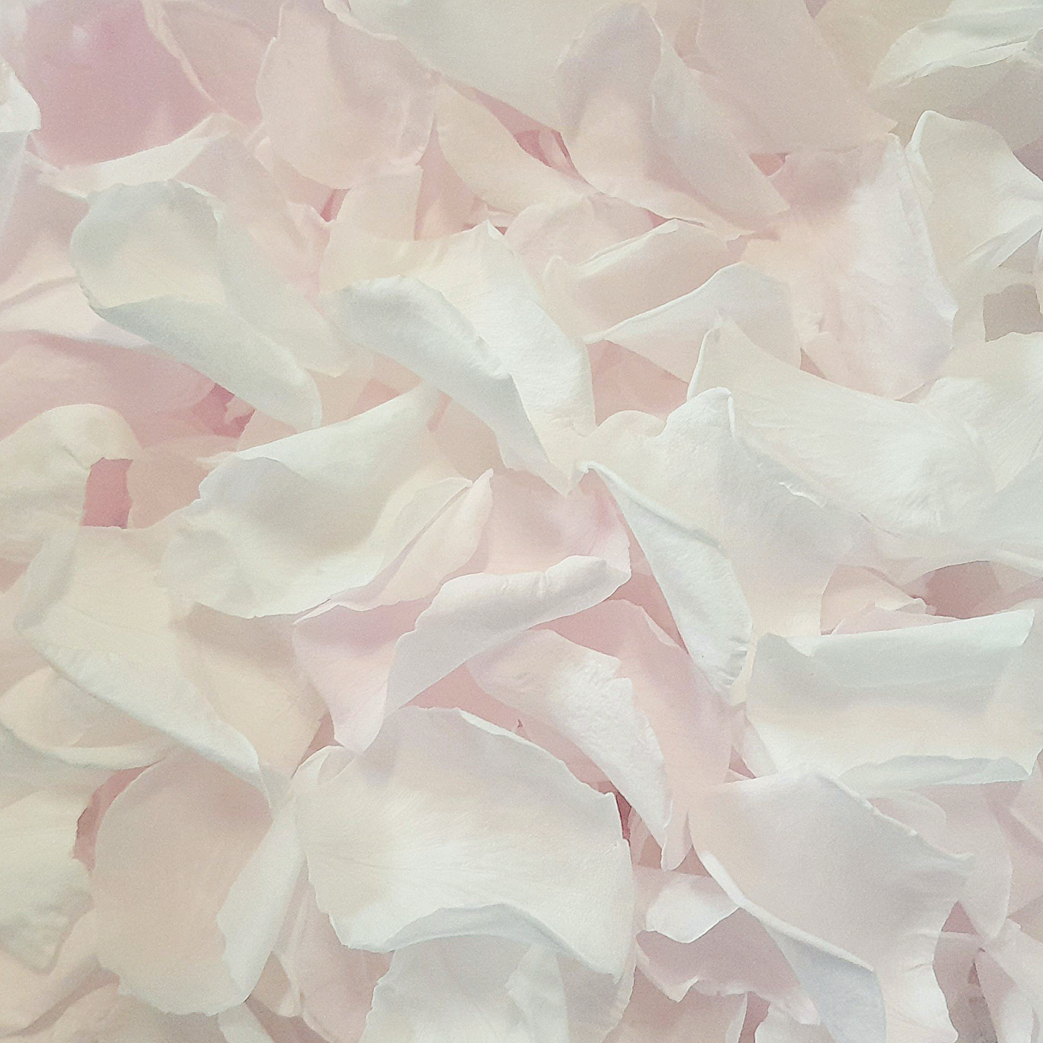Small Pink & White Rose Petals Flower wedding Confetti