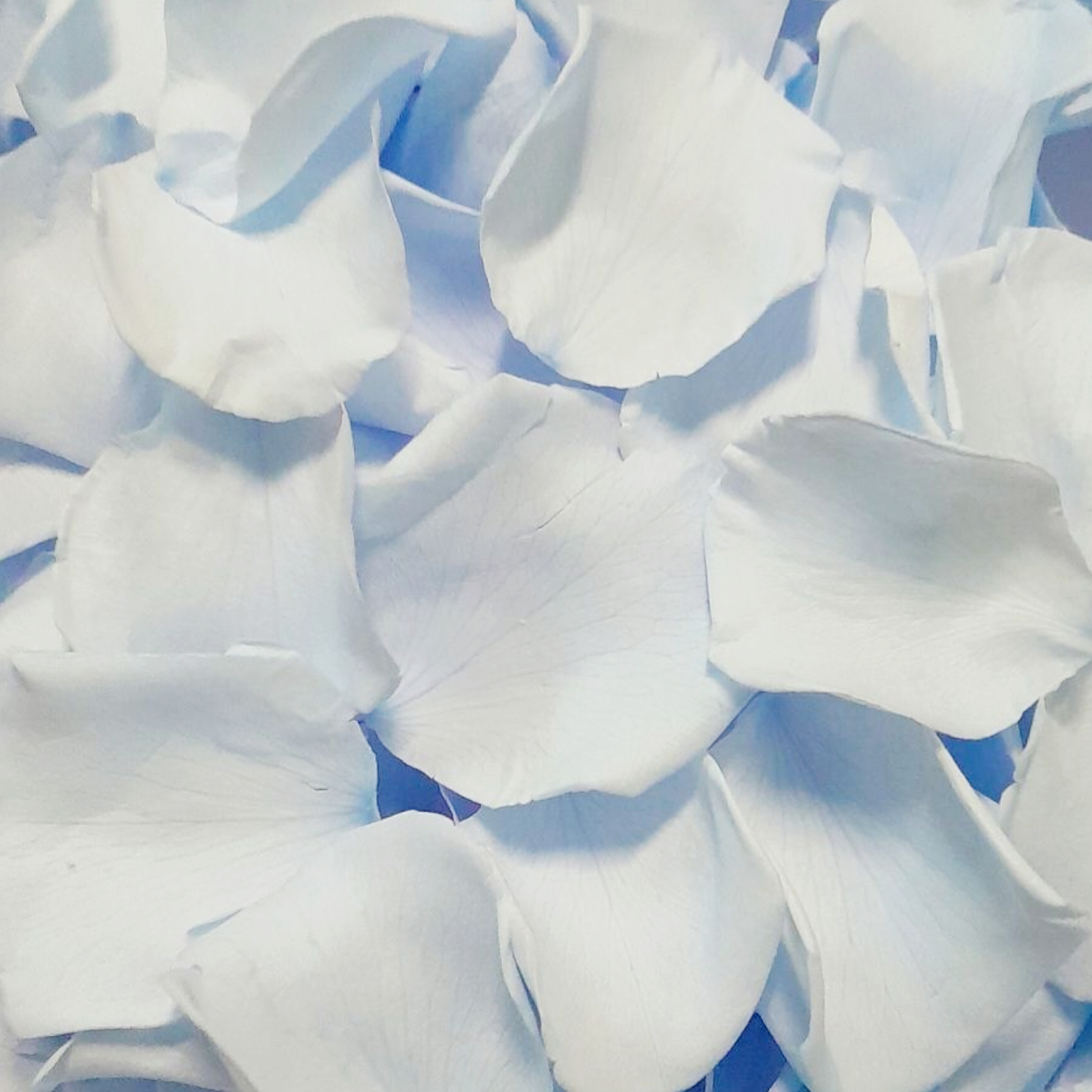 sky blue rose petal wedding confetti