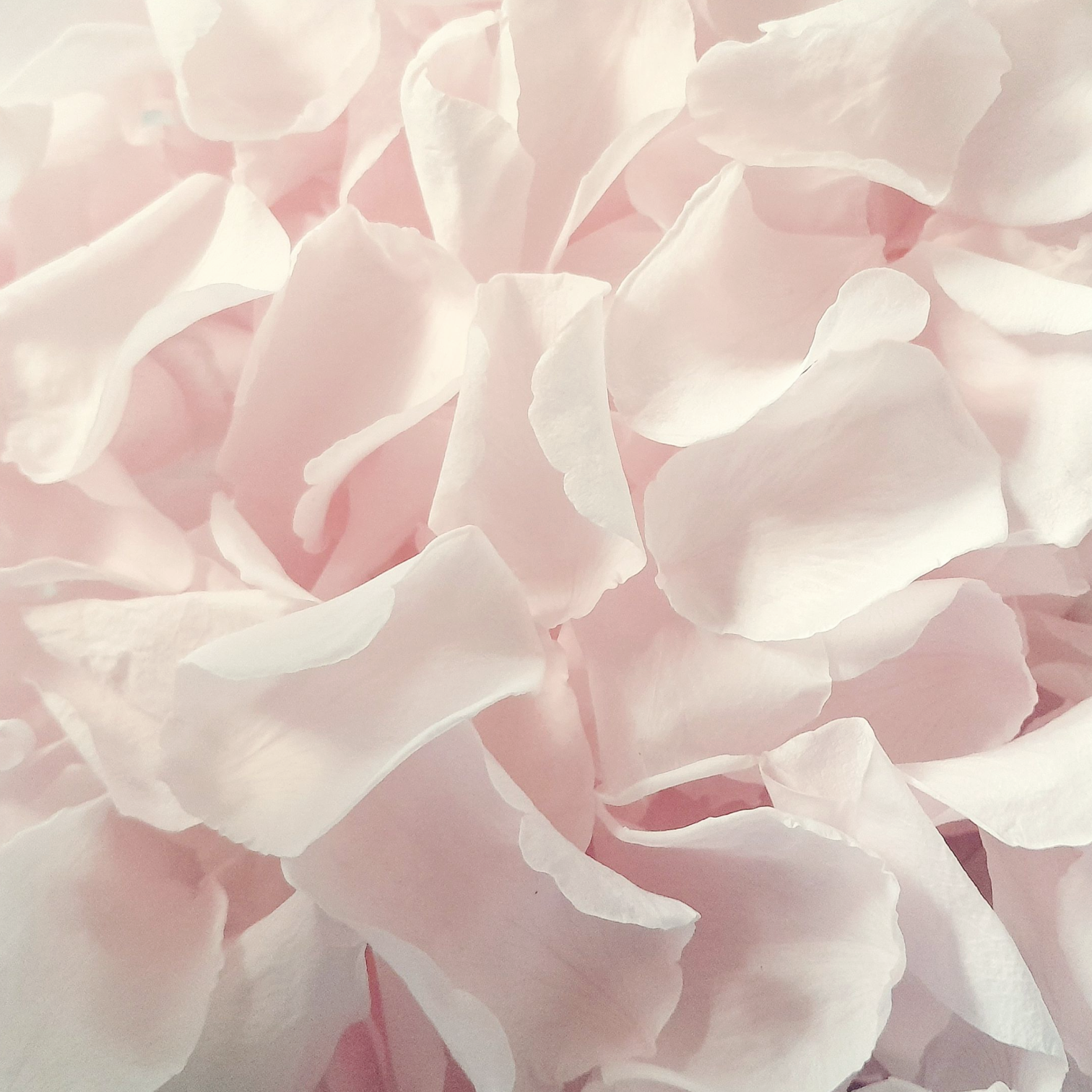 Small Pink Rose Petals, Wedding Flower Confetti