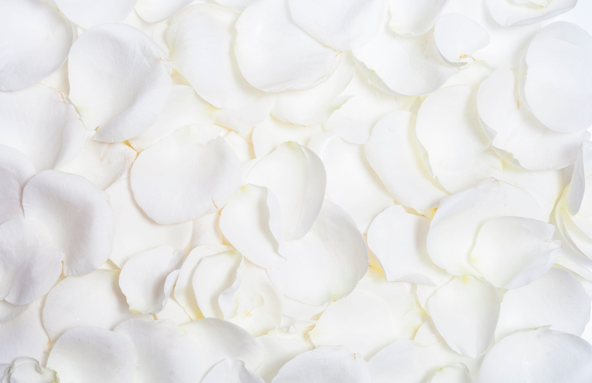 wedding confetti rose petals