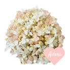 Adore Flower Petal Confetti
White &amp; Dusty Pink Hydrangea Petals, Jasmine Buds.