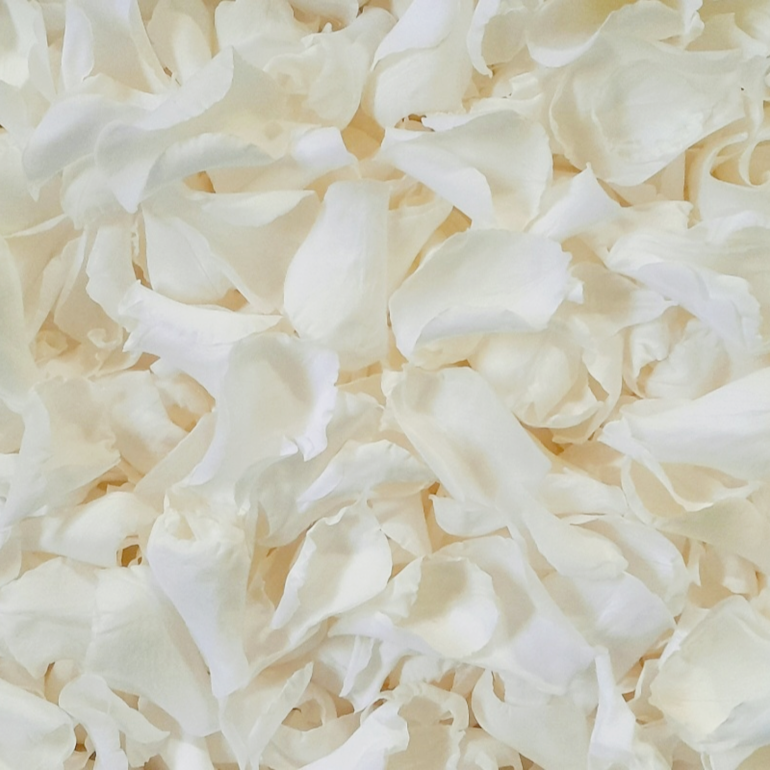 Biodegradable wedding confetti small ivory rose petals 