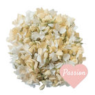 Passion Flower Petal Confetti
White and Peach Hydrangea Petals, Jasmine Buds.