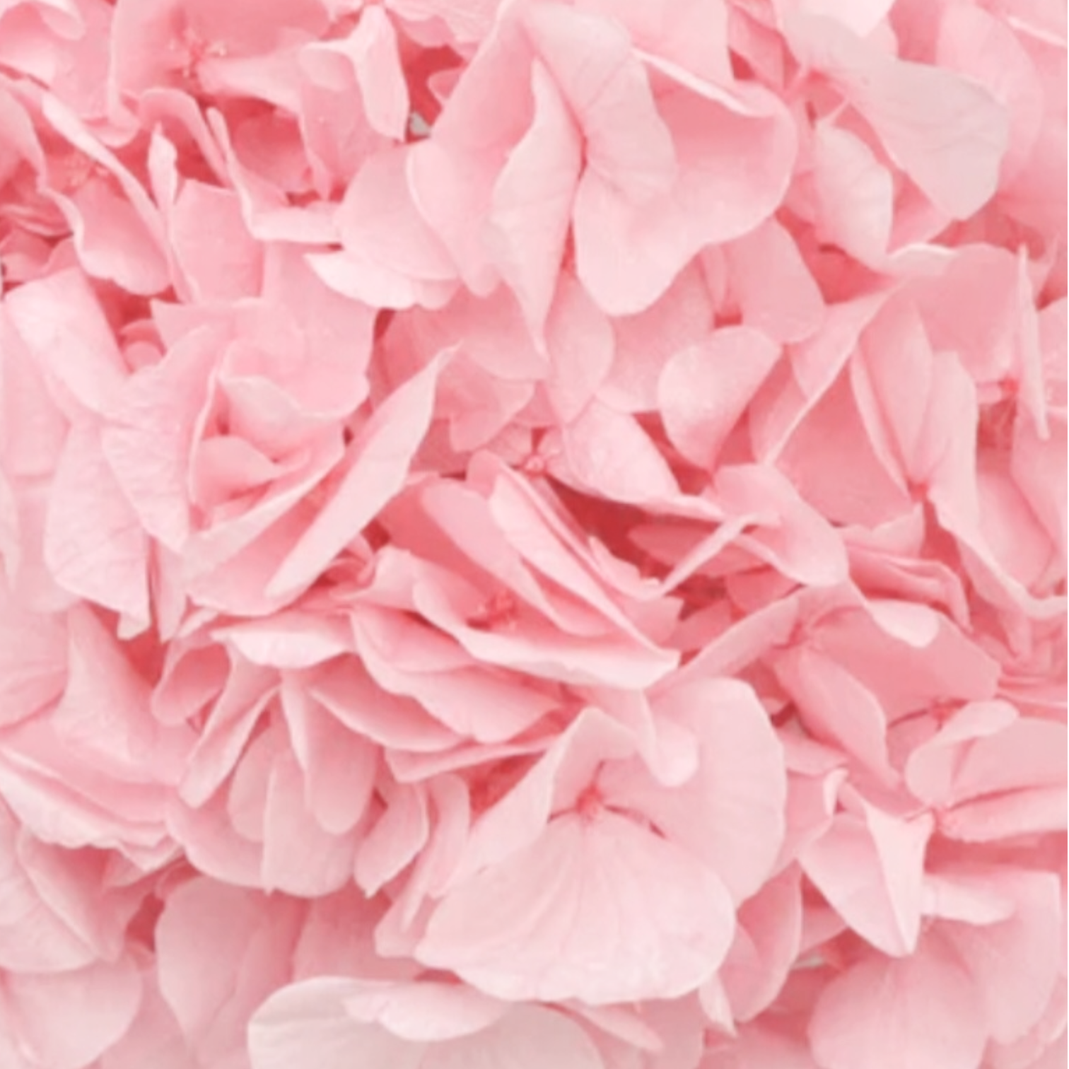 Pink Hydrangea Petals wedding Flower petal Confetti