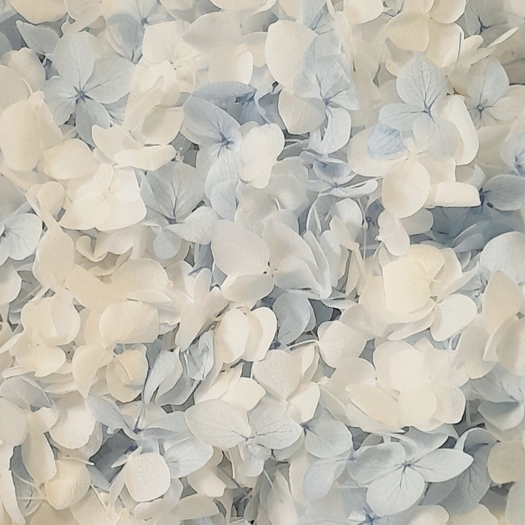 Blue & White Hydrangea Petals Flower Confetti (Small Petal)