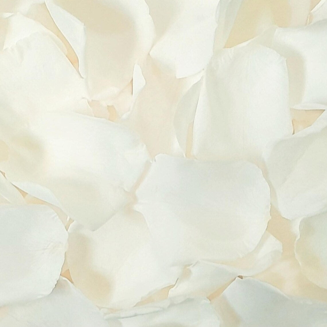 biodegradable wedding flower petal confetti real ivory rose petals 