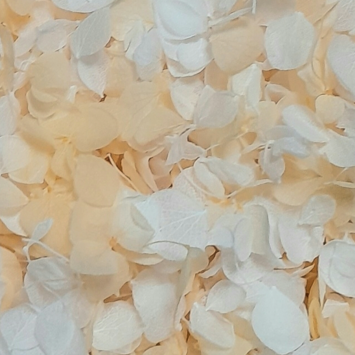 Peach & White Hydrangea Petals Wedding Flower Confetti (Small Petal)