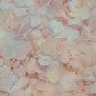 Pink & White Hydrangea Petals Wedding Flower Confetti (Small Petal)