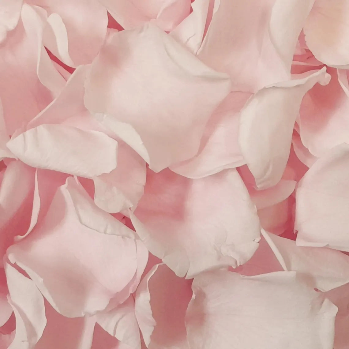 biodegradable wedding flower petal confetti real pink rose petals 