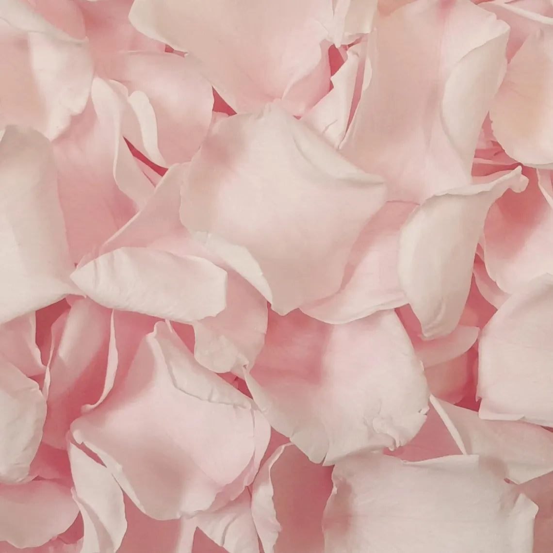 biodegradable wedding flower confetti real pink rose petals 