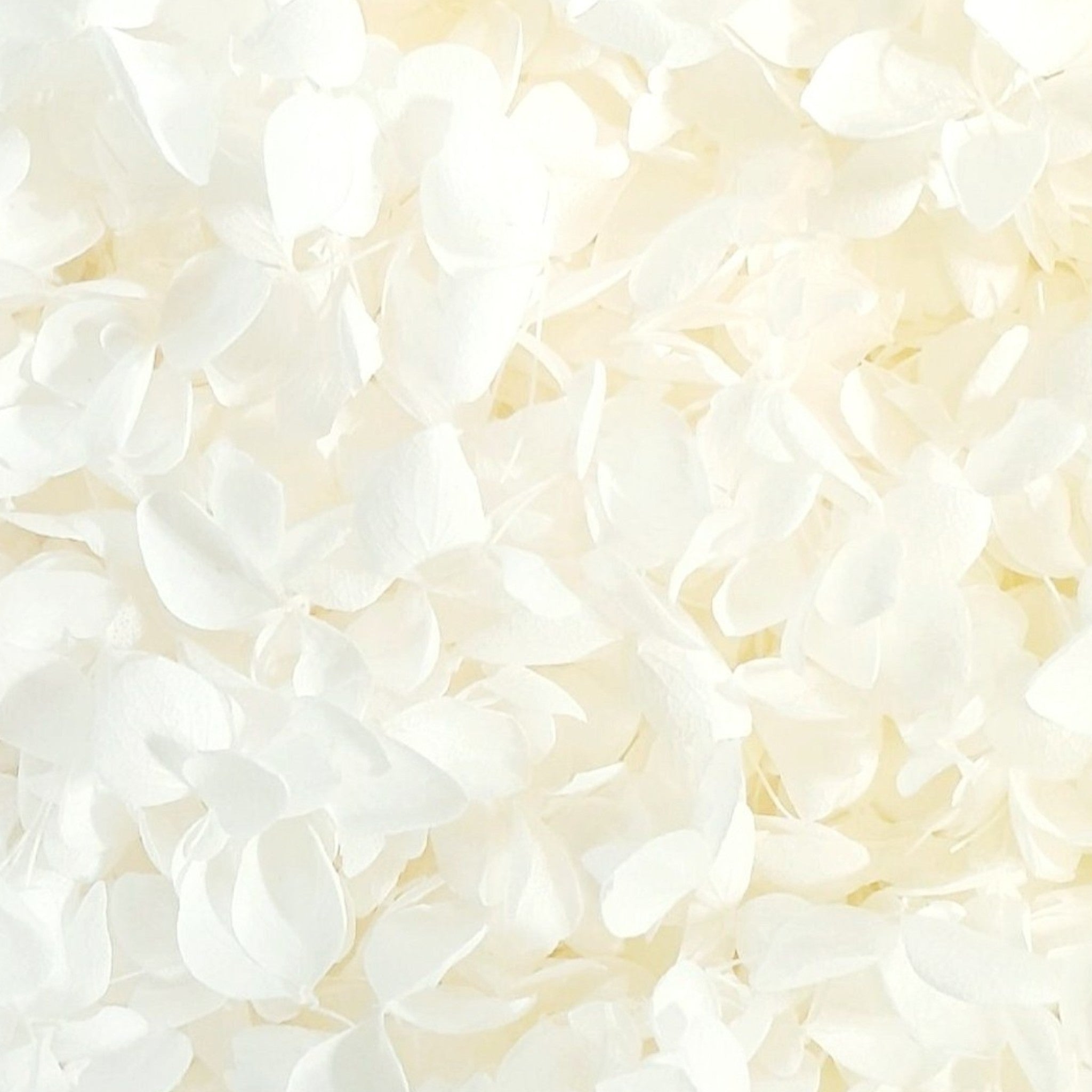 Ivory Hydrangea Petals Flower Confetti (Small Petal)