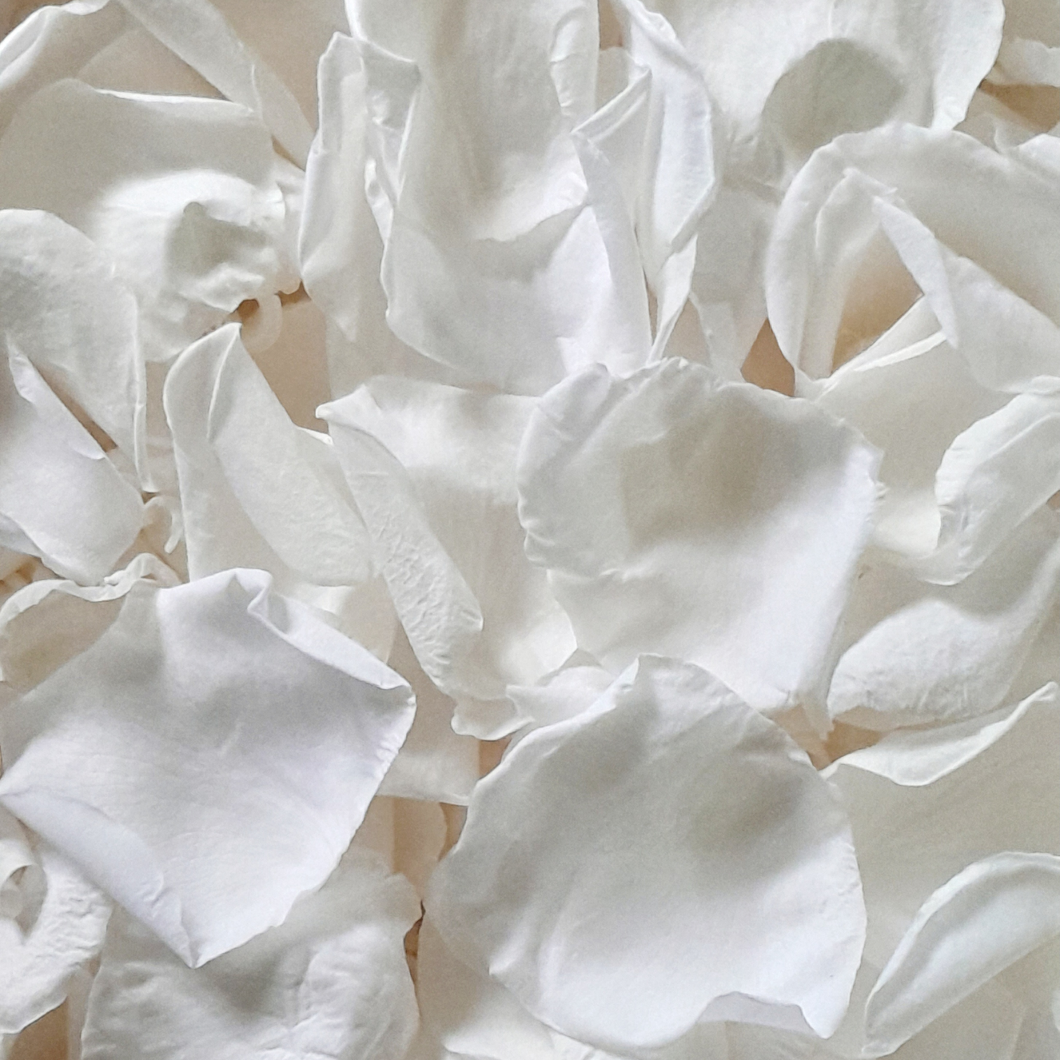 biodegradable wedding flower confetti real white rose petals 